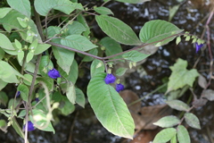 Rhynchoglossum obliquum